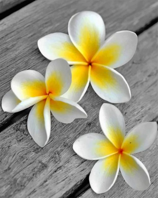 white-frangipani-flower-paint-by-numbers