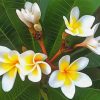 white-frangipani-paint-by-number
