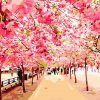 cherry-blossom-trees-paint-by-numbers