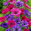 Colorful Anemone paint by nummbers