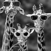 giraffes-with-sunglasses-paint-by-number-319x400-2