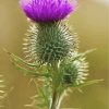 single-thistle-paint-by-numbers