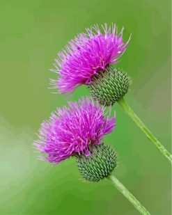 thistle-paint-by-numbers