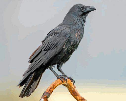Black Raven Bird paint by numbers