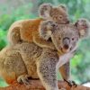 Koala And Her Baby paint by numbers