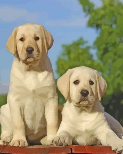 Labradors Puppies paint by numbers