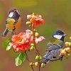 Parus Birds paint by numbers
