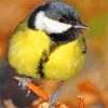 Parus Major Bird paint by numbers