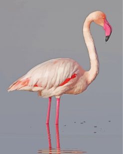 White Pink Flamingo Bird paint by numbers