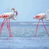 White Pink Flamingos Paint by numbers