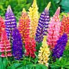 Aesthetic Lupins Flowers paint by numbers