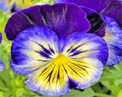 Blue And Yellow Pansy paint by numbers