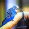 Blue Parakeet paint by numbers