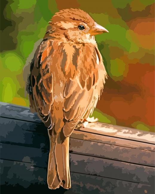 Passer bird paint by numbers