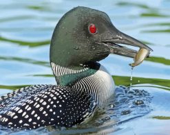 Loon Eating Fish paint by numbers