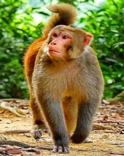 Macaque Monkey paint by numbers