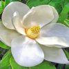Night Bloomers Southern Magnolia paint by numbers