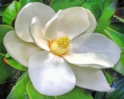 Night Bloomers Southern Magnolia paint by numbers