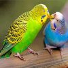 Parakeet Birds paint by numbers