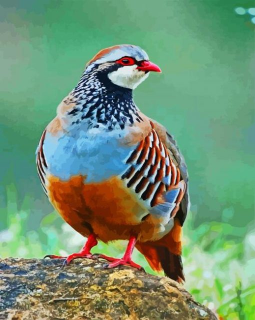 partridge paint by numbers