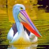 White Pelican paint by numbers