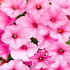 Pink Petunias paint by numbers