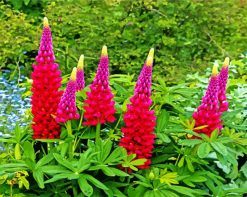Pink And Purple Lupins paint by numbers