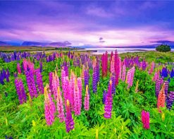 Purple And Pink Lupins Paint by numbers