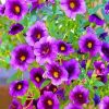 Purle Petunias paint by numbers