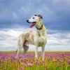 White Lurcher paint by numbers