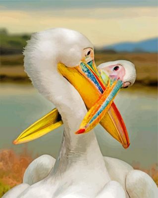 White Pelicans paint by numbers