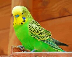 Yellow And Green Parakeet Bird paint by numbers