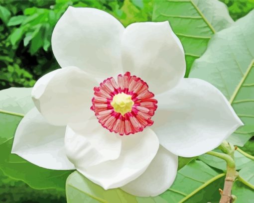 Magnolia Flower paint by numbers
