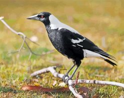 Magpie Bird Animal paint by numbers
