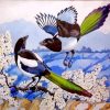 Magpies Birds Illustration paint by numbers