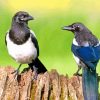 Magpies Birds ppaint by numbers