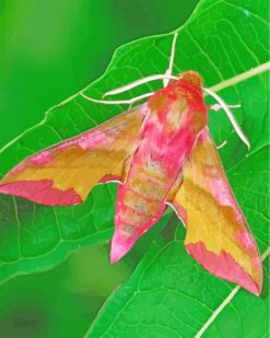 Pink Moth paint by numbers