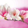 Pink White Magnolia Plant Paint by numbers