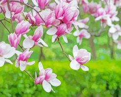 Pink White Magnolia paint by numbers