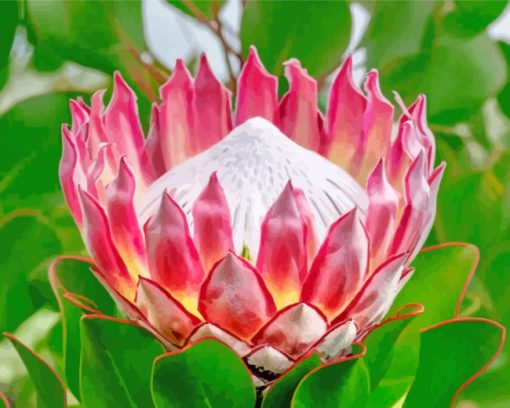 Protea Plant paint by numbers