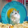 Adorable Hamster paint by numbers