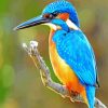 Bird Kingfisher paint by nummbers