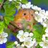 Cute Hamster With White Flowers paint by numbers
