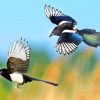 Flying Magpie Birds paint by numbers