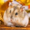 Grey And Brown Hamster paint by numbers