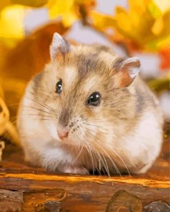 Grey And Brown Hamster paint by numbers