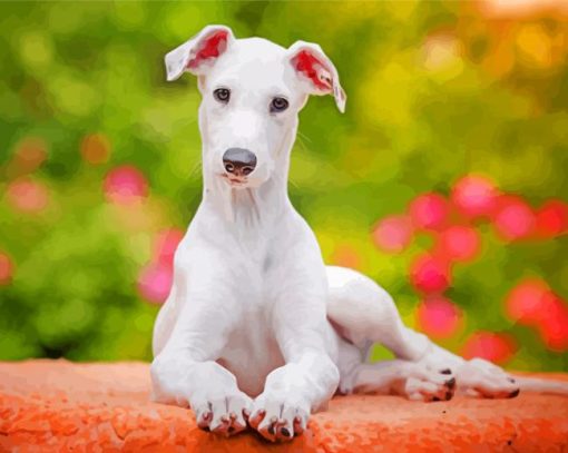 White Greyhound paint by numbers