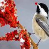 Chickadee Bird Eating paint by numbers