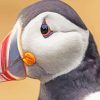 Puffin Bird Head paint by numbers