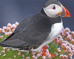 Puffin Bird paint by numbers